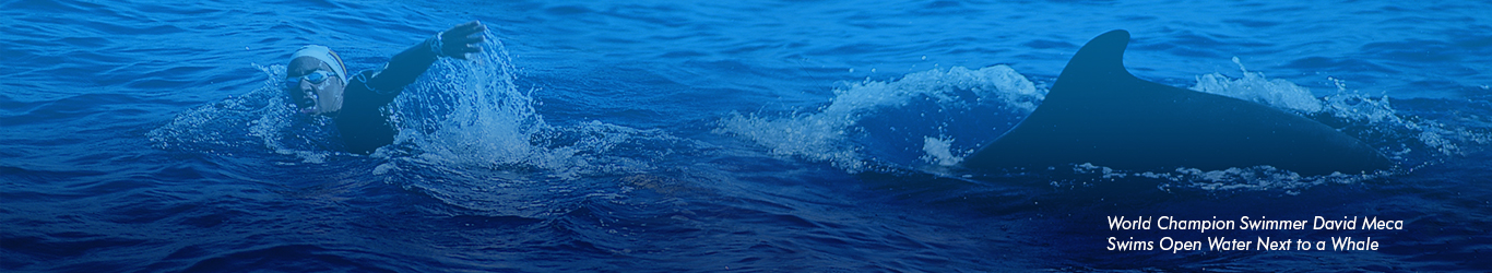 Image shows David Meca open water swimming next to a whale